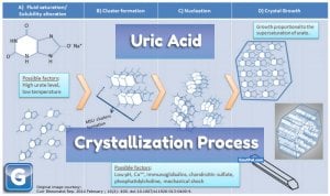 Uric Acid Crystallization Formation and Growth Processes